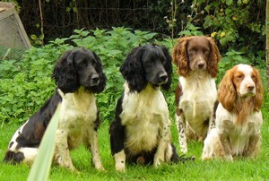 Gun dog training video