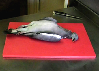 How to breast a pigeon video