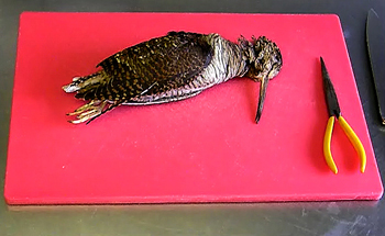How to prepare a woodcock video