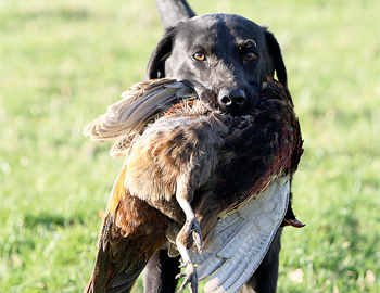 How do I stop my gun dog from running in?