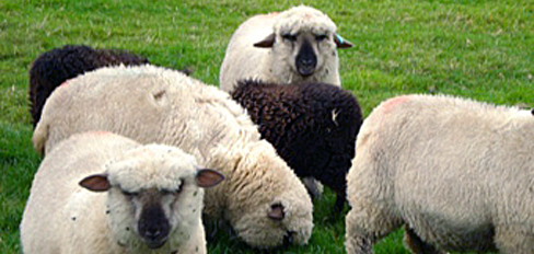 Can I shoot the dogs attacking our cows & sheep?