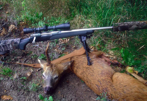 deer 28th Aug.jpg