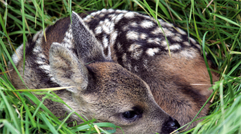 Why do young deer have spots?