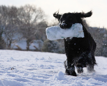 When gundog training, how do you introduce gunfire?
