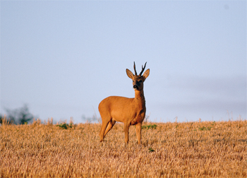 I've begun deer stalking with a Remington 700 .243 calibre rifle.