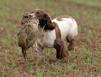 Gundog training: The golden rules of picking-up
