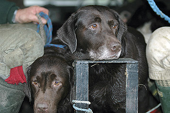 My dog is house trained - but not in other people's houses!