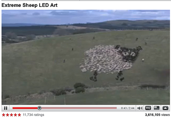 VIDEO: Extreme sheep herding