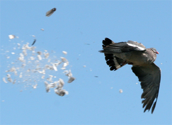Can you go pigeon shooting over water troughs?