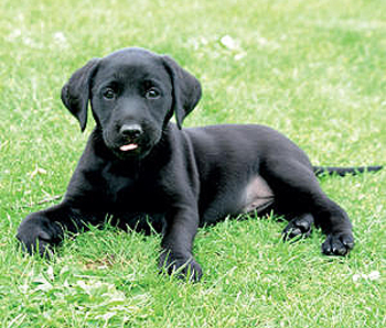 How can I train my gundog puppy to stop biting?