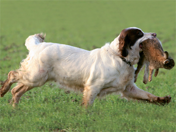 Do show-winning spaniels ever compete successfully in trials? 