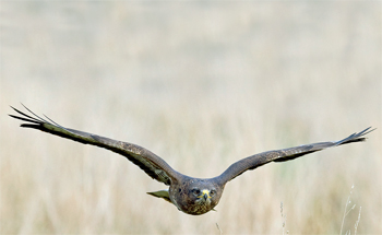 Buzzards are eating Isle of Wight�s red squirrels