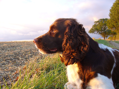 My gundog likes to eat all sorts of grass and weeds