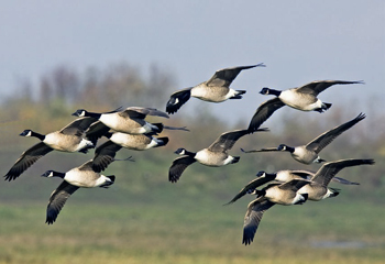 Golfer 'acted lawfully' after shooting goose on fairway