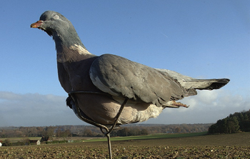 When pigeon shooting, is it easy to fool them?