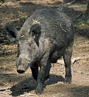 Which cartridge is best for shooting wild boar?