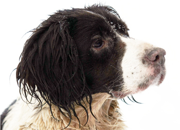 How should I greet a strange dog?