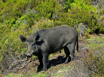 Can I shoot wild boar in the UK with .30-06?