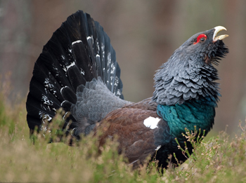RSPB �willing to sacrifice 
the capercaillie�