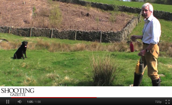 Gundog training video - Teaching Steadiness