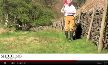 Gundog training video: Get Back command