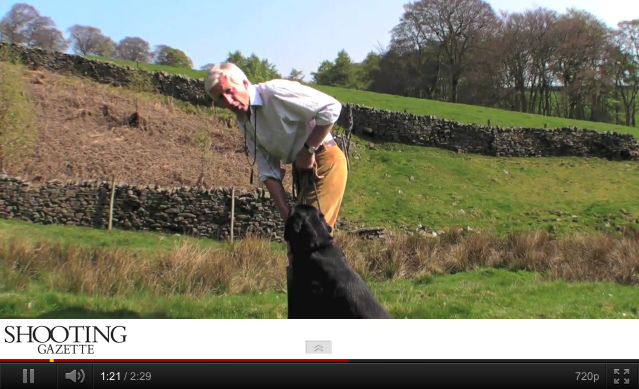 Gundog training video: Basic heel work