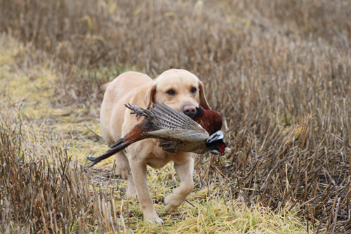 I'm training my gundog for beating, what should I expect?