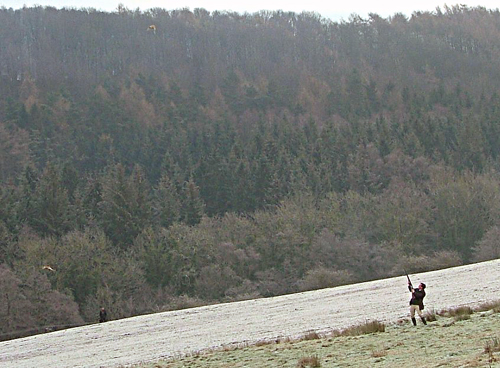 Mrs Hume sent in this photo from the Stanton Park shoot in Derbyshire. It was taken on one of the boundary drives run by her father-in-law. The high-flying bird was shot by William Mauricess and proudly retrieved by her cocker spaniel, Norris. game shooting