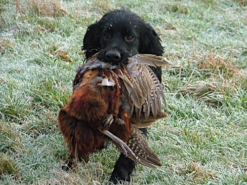 Kennel Club - Dates For Field Trials 2012/2013