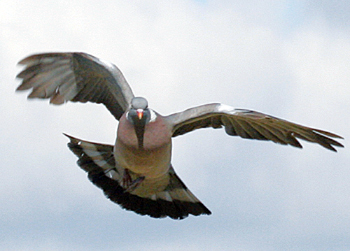 Does the pigeon's plumage protect it from shot?