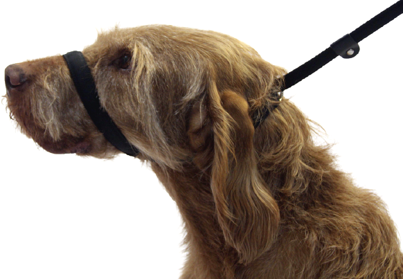 Dogs & Co. Gundog Lead 