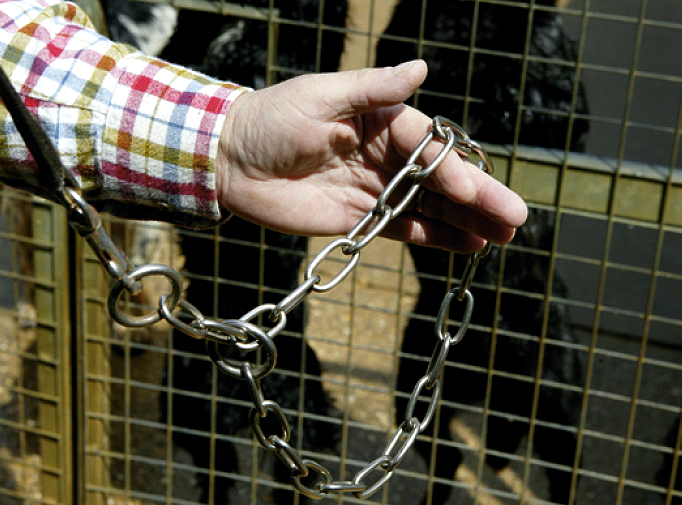 Gundog training � Pulling on the lead