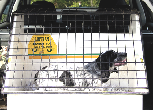 Do dog boxes in cars help prevent serious injuries?