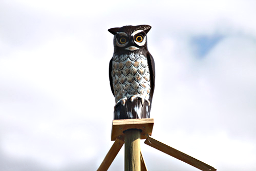 Does an owl decoy really help when crow shooting?