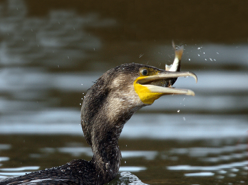 Cormorant shooting? � Call for bird to go on general licence