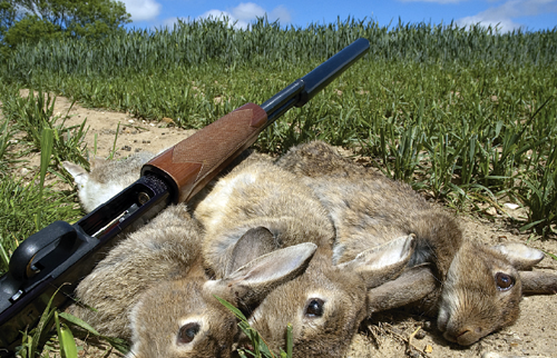 Do you use a Hushpower shotgun for lamping rabbits?