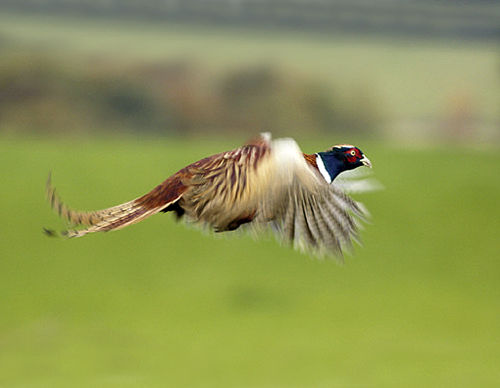 Flying pheasant kills motorcyclist