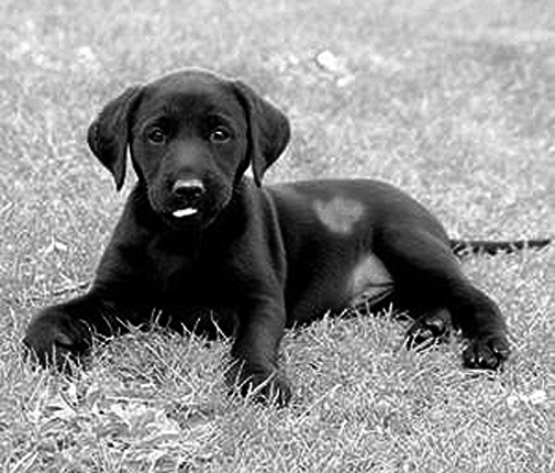 Do white patches on a black Lab mean it's rubbish?