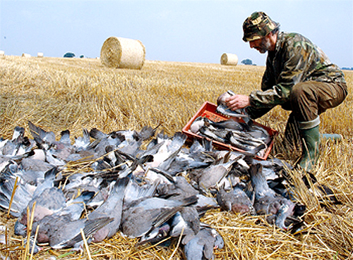 Do bale hides work in the open when pigeon shooting?