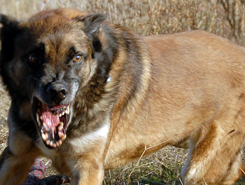 Dog Law Reform action needed says Kennel Club