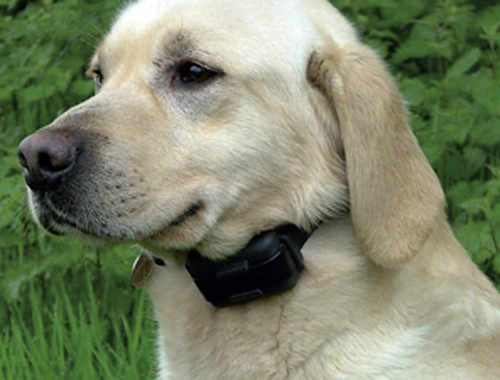 Kennel Club: Government �have no choice� but to ban electric collars