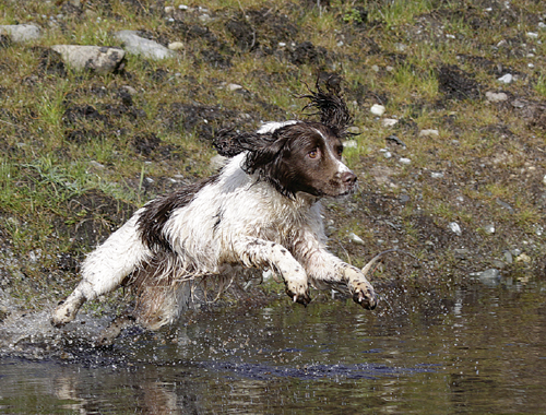 Should I take out expensive insurance for my gundog puppy?