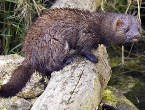 "Alien invasion" of species more harmful than thought
