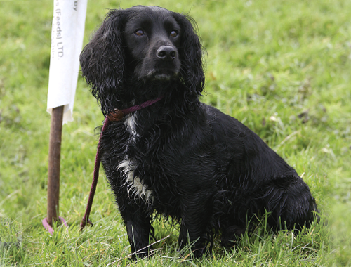My gundog lies flat out on the ground to the shot!