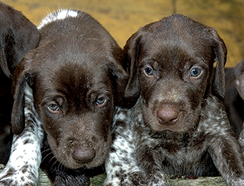 A 'puppy parties' a good idea when gundog training?