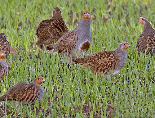 Shoot owner wins RSPB Telegraph Nature of Farming award 2012 