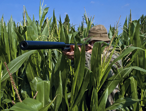 Does no-one build their pigeon shooting hide anymore?