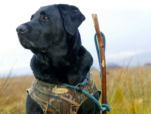 Which is the best gundog breed for wildfowling?