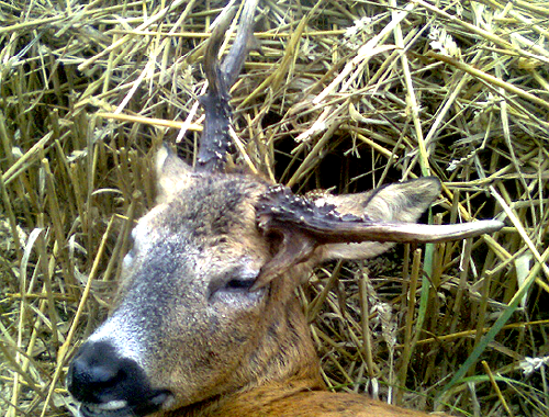 When deer stalking I noticed this buck's left antler was broken!