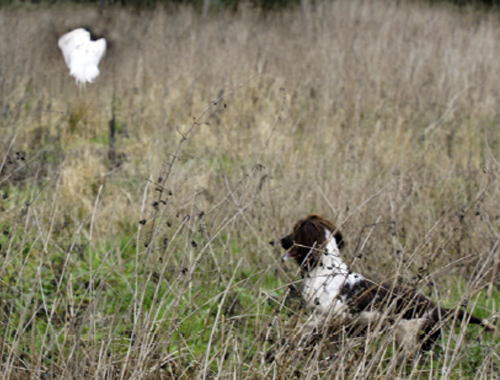 Should a spaniel always immediately drop when it flushes a bird?